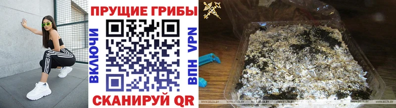 дарк нет клад блэк спрут как войти Мантурово Псилоцибиновые грибы Cubensis